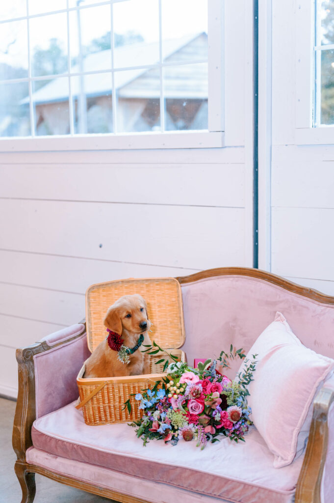 wedding lounge couch with a puppy in a basket